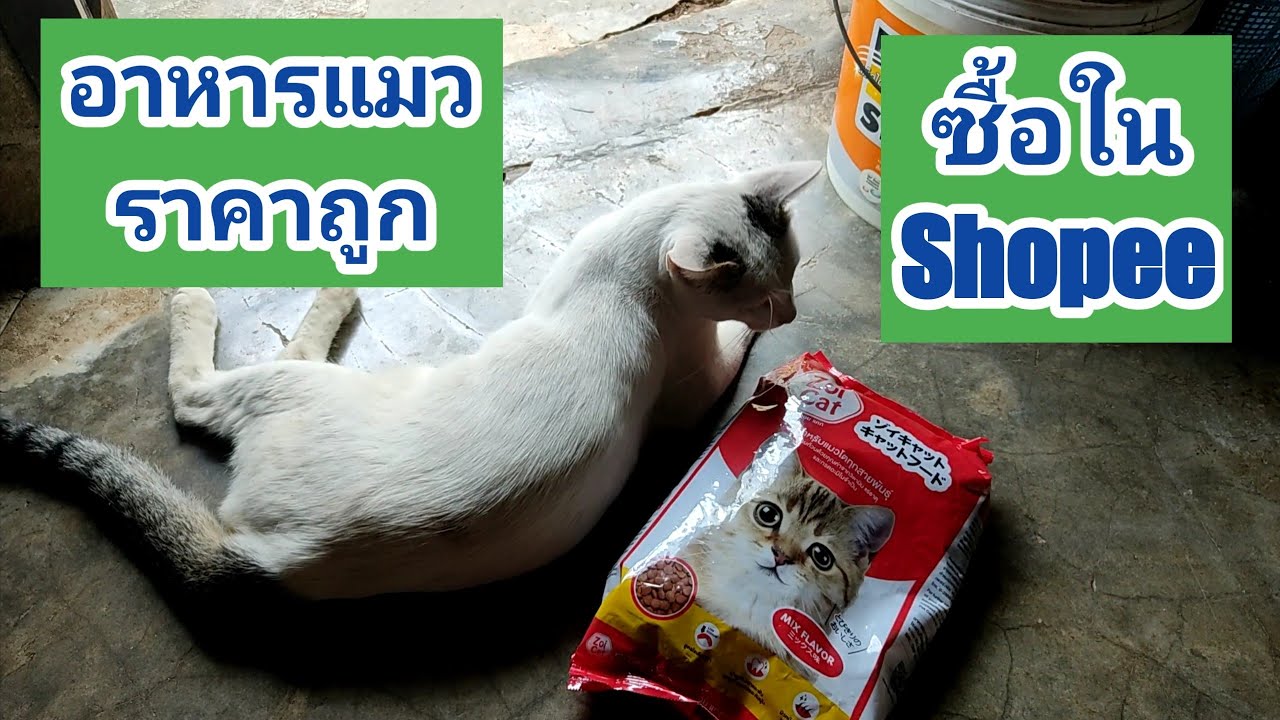 อาหารแมว ZOI CAT อาหารราคาถูก แมวจะชอบกินไหม | เนื้อหาทั้งหมดที่เกี่ยวข้องกับขาย อาหาร แมว ราคา ถูกที่ถูกต้องที่สุด