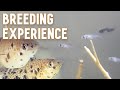 Breeding mollies  my experience