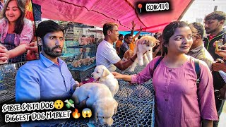 Cheap Price Dog In Kolkata | Gallif Street Pet Market Kolkata | Recent Dog Puppy Price Update | Dogs by Curious Calcutta 910 views 3 months ago 16 minutes