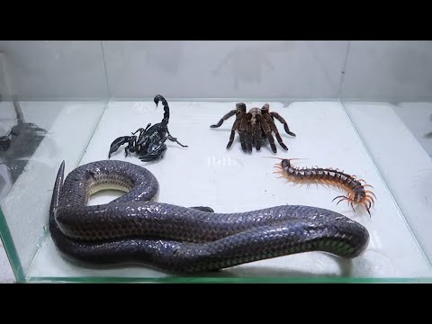 Poison Snake Scorpion Tarantula Centipede Big Fight
