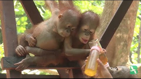 Video  Indonesia: Jungle School Aids Rescued Orangutans Return to Wild