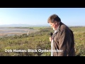 Dirk human black oystercatcher on his place of peace