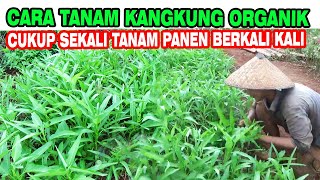 Cara Tanam Kangkung ‼️Cukup Sekali Tanam Panen Berkali kali by INFO RAGAM PERTANIAN 1,305 views 2 months ago 9 minutes, 33 seconds