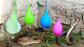 नाग और घोनस सांप का गुस्सा: Snake Bite Slow Motion Cobra and Russell's Viper