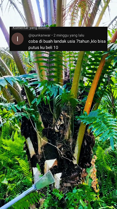 request TEMPEL SORONG on a 7 year old hedgehog palm #viralshorts