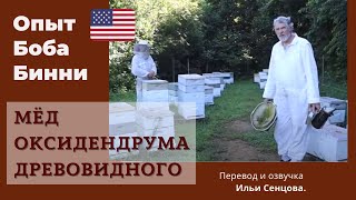 видео: Как получать монофлёрный мед на стационарной пасеке? - Мед оксидендрума древовидного с Аппалач (США) картинка: Как получать монофлёрный мед на стационарной пасеке? - Мед оксидендрума древовидного с Аппалач (США)