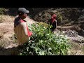 Cutting and collecting green leaves of trees of feeding domestics animals