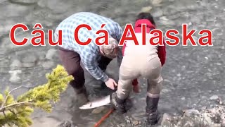 Câu Cá Hồi Red Alaska - Đặc Sản Tươi Ngon Alaska