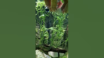 Thumbnail of 🫧 Installing My Co2 Drop Checker 🫧 #shrimp #aquarium #co2 #dropchecker