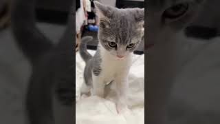 cat videos‼️Digidi Digidi he... #cat #cute