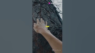 Satisfying Tree Bark Removal | Mesmerizing Wood Peeling ASMR 🌳 #Shorts #asmr