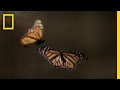 How to Create Your Own Monarch Butterfly Rest Stop | National Geographic