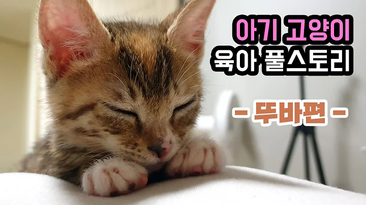 아기 고양이 육아 몰아보기 "뚜바편" - DayDayNews