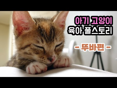 아기 고양이 육아 몰아보기 "뚜바편"