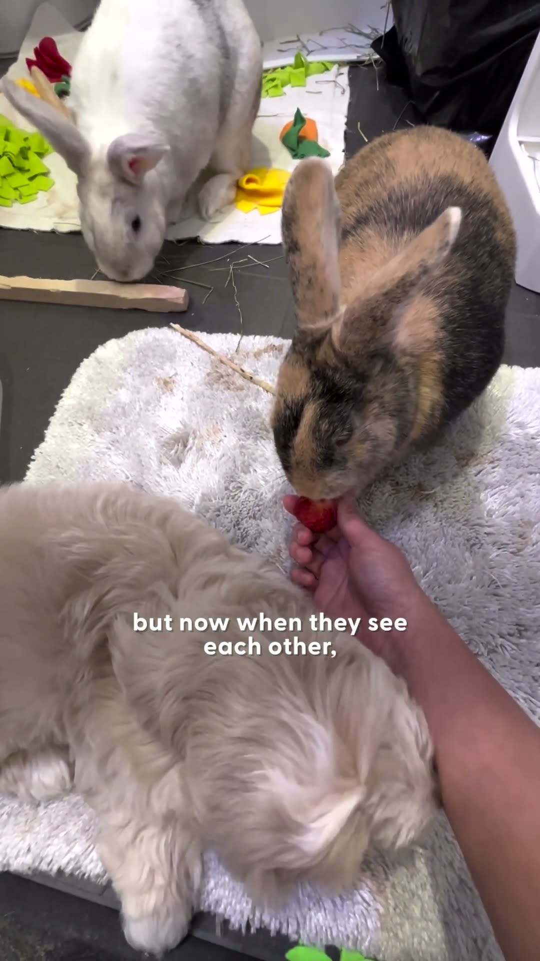 Dog Raised By Bunnies Thinks He's One Of Them | The Dodo
