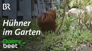 Hühner als nützliche Gartenhelfer