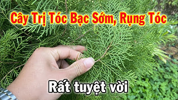 Bí quyết làm đen râu tóc, kích thích mọc tóc rất hiệu quả từ xa xưa bị lãng quên || Thaoduoc.net
