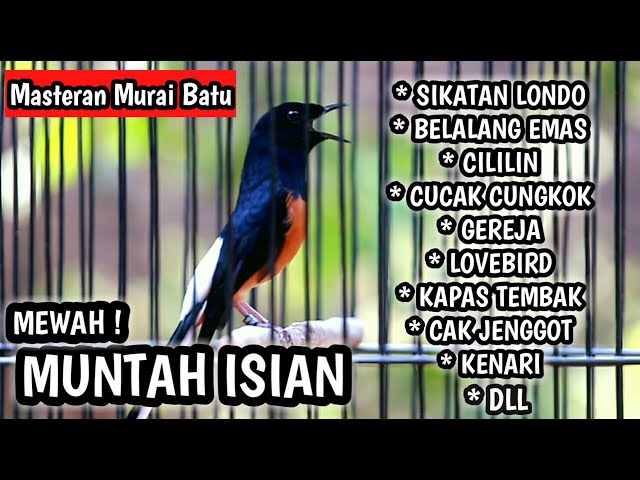 MURAI BATU GACOR FULL ISIAN TEMBAKAN MEWAH, MASTERAN MURAI BATU LOMBA. class=