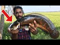 ഒടിഞ്ഞ സ്റ്റിക്കിൽ പിടിച്ച ചേറുമീൻ - Snakehead fishing Kerala part-5