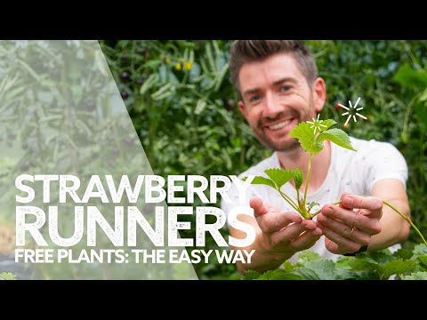 Video: Strawberry Propagation With Strawberry Cog Runners