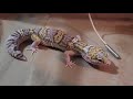 Terrario para mi gecko leopardo | Cómo hacer terrario para gecko