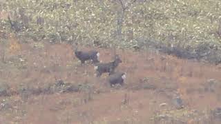 １ｋｍ離れた山に居たオス３頭！