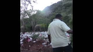 Injecting Medicine Into Wild Elephant | 野生のゾウに薬を注射する | Elephant | Animals | Wildlife #Shorts