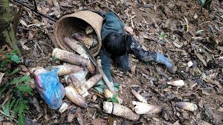 An orphan boy khai harvesting bamboo shoots to sell unfortunately slipped and fell