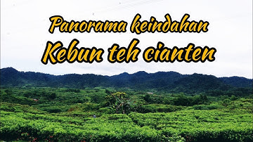 kebun teh cianten | wisata alam bogor #explorebogor