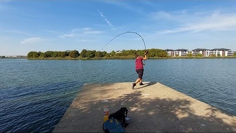 test lanseta prologic