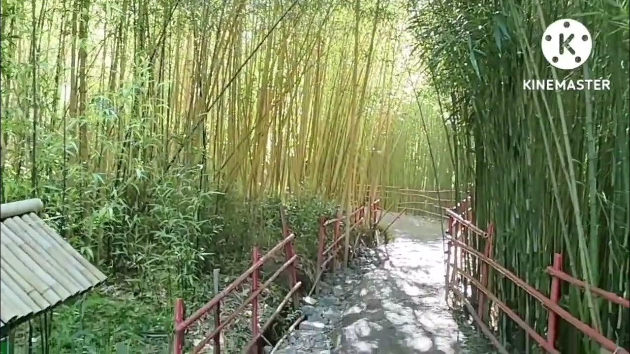Bamboo Sanctuary in Baguio City/ newest destination vacationmode YouTube