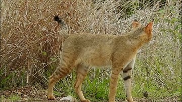 Jungle cat (Felis Chaus)