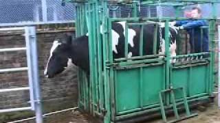 Cow Over-Reacting To Tactile Stimuli 2.8Mb Tactstim.wmv