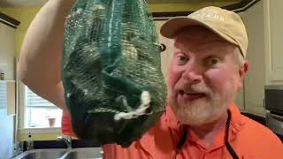 Sconticut Neck Oysters from Island Creek @BigLewBBQ