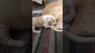 Pure Bully Kutta Female Pupy