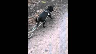 Trening Staffika