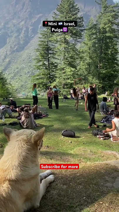Kasol mini Israel the fairy Forest  Himachal offbeat location #viral #himachal #kasol #pulga #israel