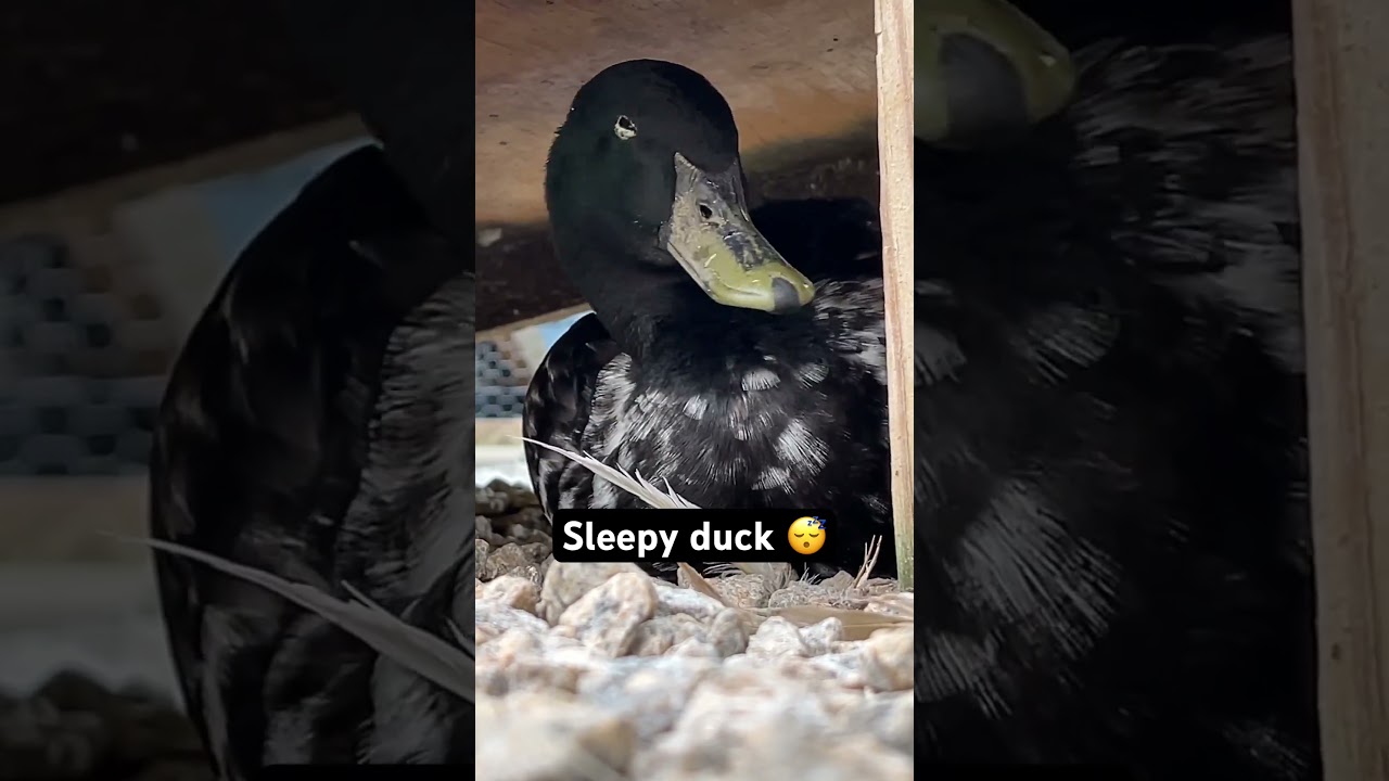 Sleepy duck (ft: Betty) @southerndux 