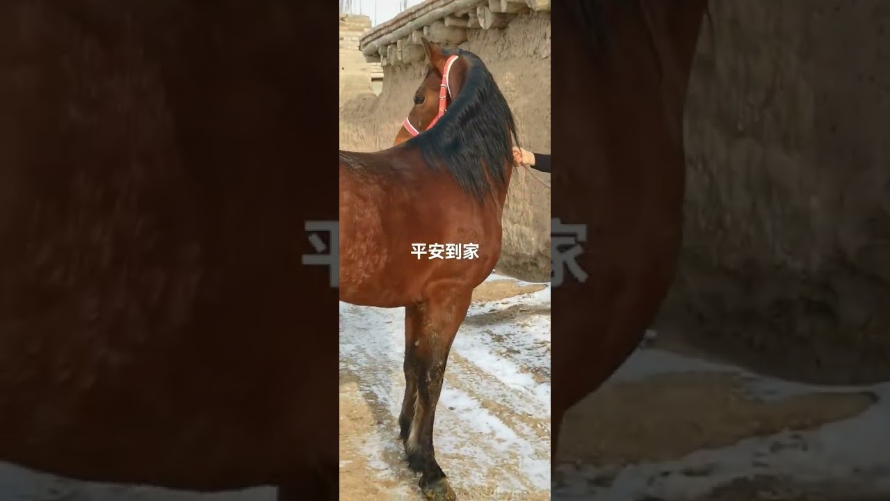 How horse breeding and training work Daily Work