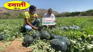 Swati seeds Hy.watermelon Sharbati-46, mo-9426701432,9426067260