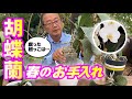 【洋蘭】春のお手入れ方法（適度な水やり、肥料の使い方、植替えのタイミングとは）＠seedpot