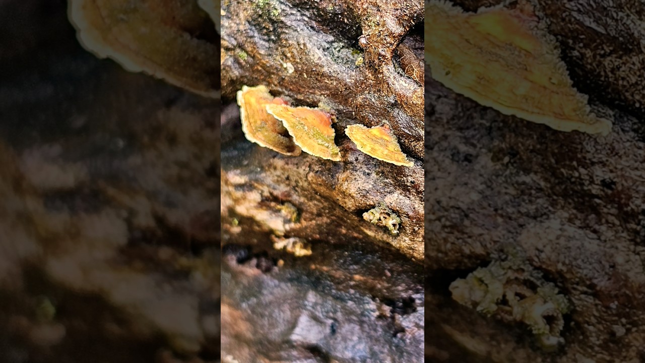 Crusts, a family of Fungi. 