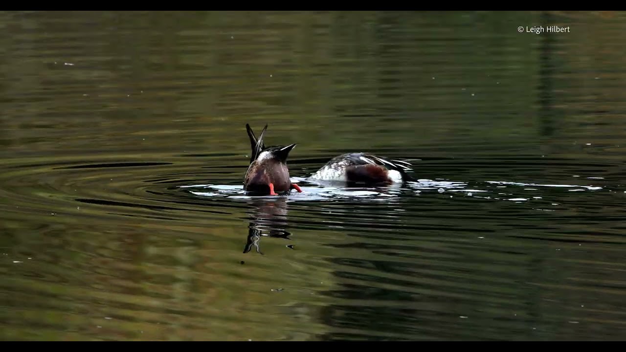 NORTHERN SHOVELER DUCKS DOING THEIR THING