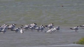 1041225布袋鹽田濕地裏海燕鷗集體休息