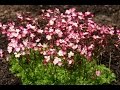Meilleures plantes vivaces pour le soleil  saxifraga triumph saxifrage darend