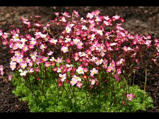 Best Perennials for Sun - Saxifraga 'Triumph' (Arend's Saxifrage)