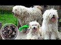 YOU WON&#39;T BELIEVE how many TICKS we found on these DOGS! *we paid for shaving* (Part 1 &amp; Part 2)