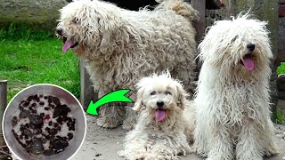 YOU WON'T BELIEVE how many TICKS we found on these DOGS! *we paid for shaving* (Part 1 & Part 2)