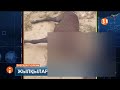 Маңғыстау облысында нөсер жаңбыр мен дүлей дауылдан кейін жылқылар жаппай қырылып қалған