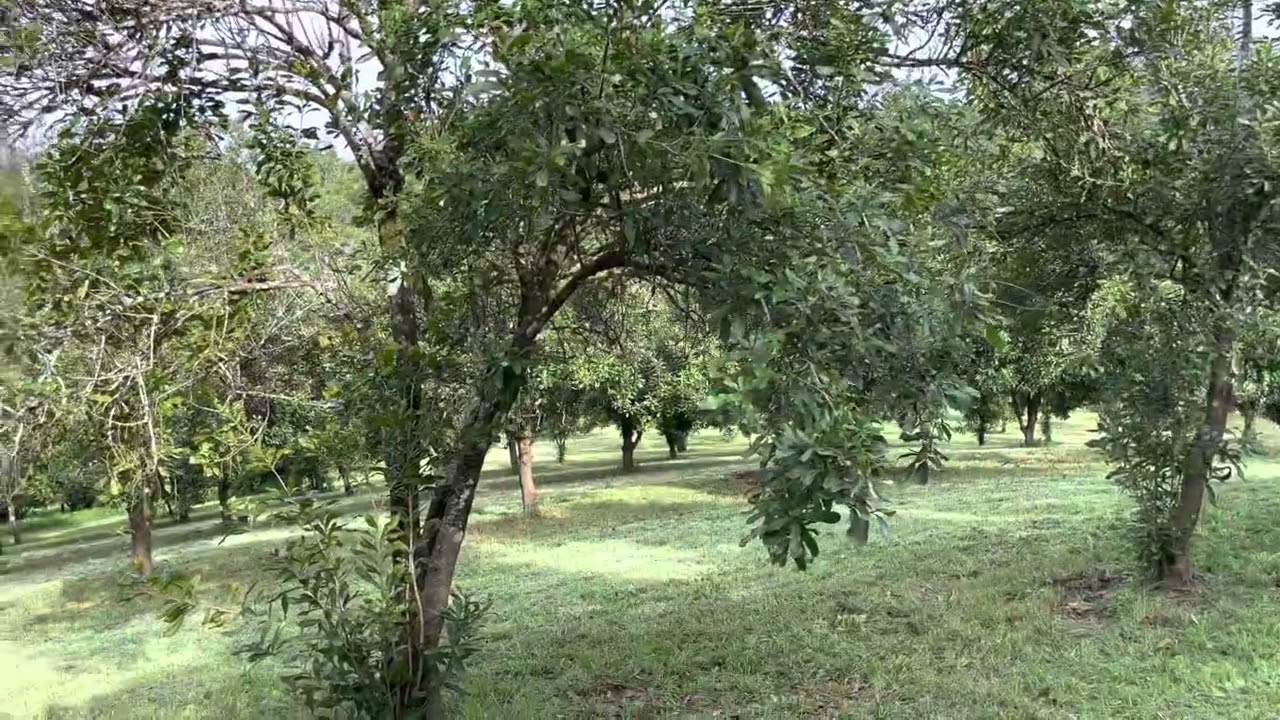 Can you farm macadamias and livestock together?